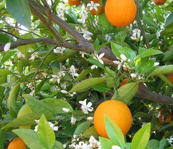 Imagen naranjas árbol