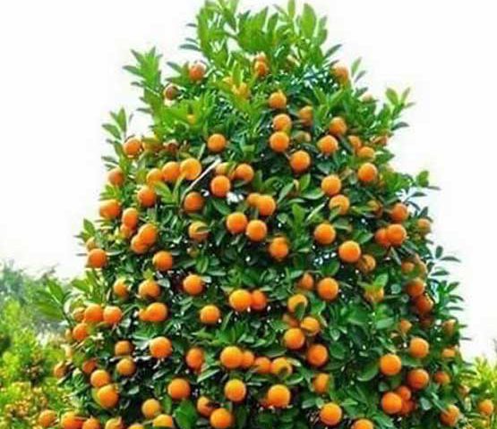 Árbol naranjas