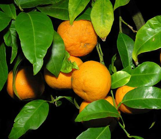árbol con naranja 1
