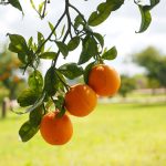 necesidades de vitamina c