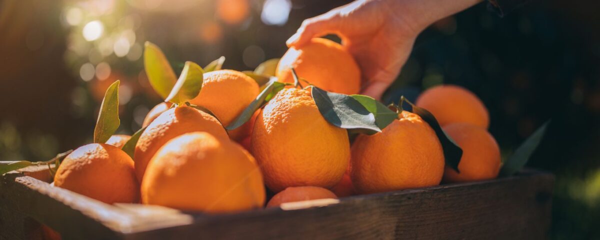 Packs de naranjas ecológicas