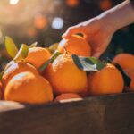 Packs de naranjas ecológicas