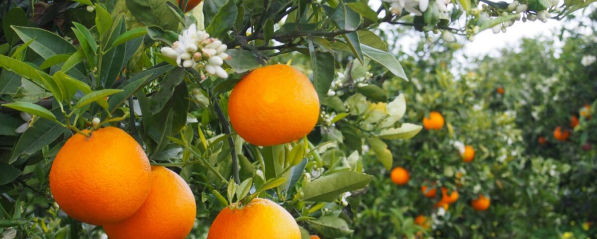 Naranjas de Valencia