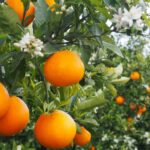 Naranjas de Valencia