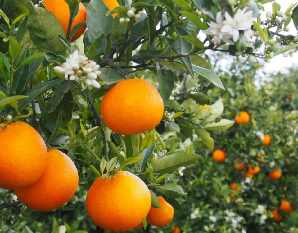 Naranjas de Valencia