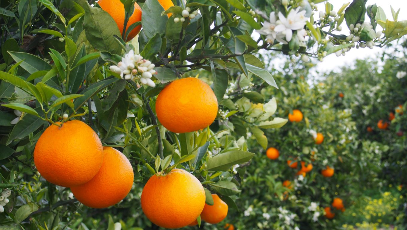 Naranjas de Valencia